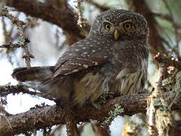 Attēlu rezultāti vaicājumam “Glaucidium passerinum”