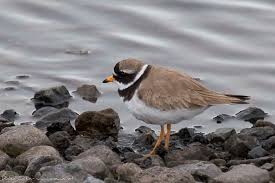 Attēlu rezultāti vaicājumam “Charadrius hiaticula adult”