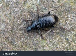 Attēlu rezultāti vaicājumam “Pterostichus sp.”