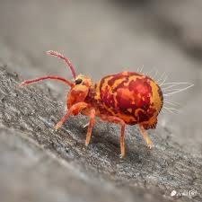 Attēlu rezultāti vaicājumam “Arcyria helvetica macro”