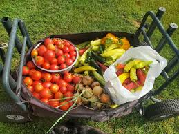 Afbeeldingsresultaat voor oranje van goeienbier tomato