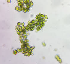 Attēlu rezultāti vaicājumam “Pleurococcus vulgaris”