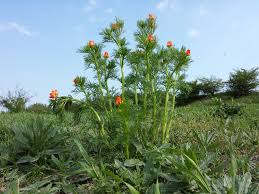 Image result for Adonis aestivalis