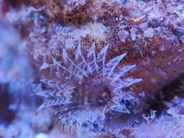 Attēlu rezultāti vaicājumam “Diderma tigrinum macro”