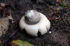 Attēlu rezultāti vaicājumam “Badhamia lilacina sessile”