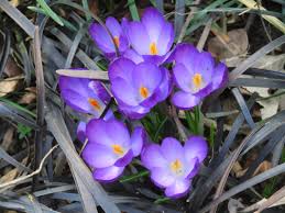 Attēlu rezultāti vaicājumam “Crocus vernus subsp. vernus flower”