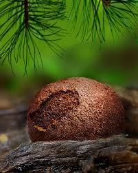 Attēlu rezultāti vaicājumam “Tubifera dudkae”