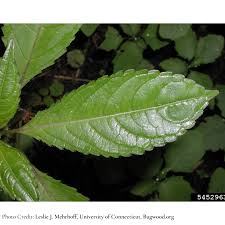 Attēlu rezultāti vaicājumam “Impatiens glandulifera leaf”