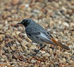 Attēlu rezultāti vaicājumam “Phoenicurus ochruros”