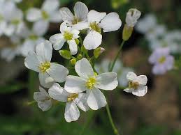 Attēlu rezultāti vaicājumam “Cardaminopsis arenosa leaf”