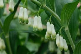Attēlu rezultāti vaicājumam “Polygonatum odoratum flower”