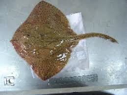 Image result for Raja polystigma