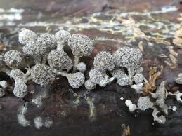 Attēlu rezultāti vaicājumam “Phleogena faginea”