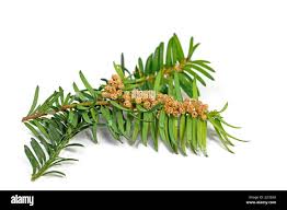 Attēlu rezultāti vaicājumam “Taxus baccata female flower”