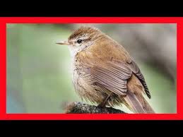 Image result for Cettia cetti