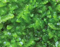 Attēlu rezultāti vaicājumam “Nardia geoscyphus”