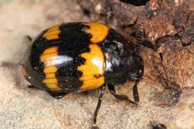 Attēlu rezultāti vaicājumam “Diaperis boleti”