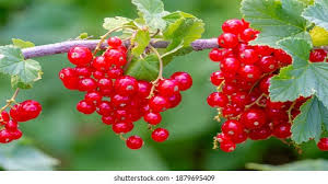 Attēlu rezultāti vaicājumam “Ribes rubrum fruit”