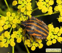 Attēlu rezultāti vaicājumam “Graphosoma lineatum”