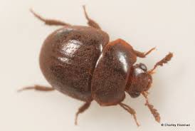 Attēlu rezultāti vaicājumam “Leiodidae”