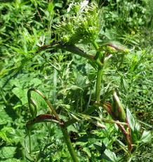 Attēlu rezultāti vaicājumam “Peucedanum oreoselinum”