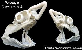 Image result for Lamna nasus