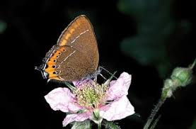 Attēlu rezultāti vaicājumam “Satyrium pruni”