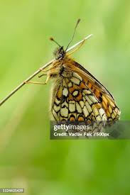 Attēlu rezultāti vaicājumam “Clossiana selene underside”