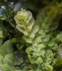 Attēlu rezultāti vaicājumam “Lejeunea cavifolia”