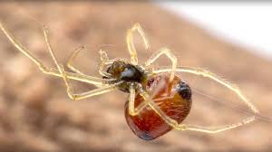 Image result for spider