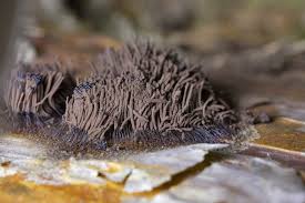 Attēlu rezultāti vaicājumam “Stemonitis fusca stalked”