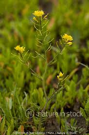 Attēlu rezultāti vaicājumam “Rorippa sylvestris”