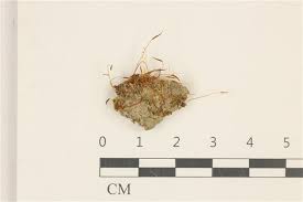 Attēlu rezultāti vaicājumam “Aloina rigida”