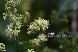 Attēlu rezultāti vaicājumam “Thalictrum minus”
