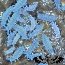 Attēlu rezultāti vaicājumam “Cetrelia sp.”