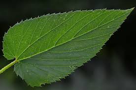 Attēlu rezultāti vaicājumam “Humulus lupulus leaf”
