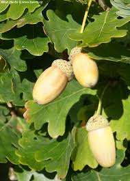 Attēlu rezultāti vaicājumam “Quercus robur fruit”