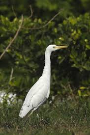 Attēlu rezultāti vaicājumam “Bubulcus ibis”