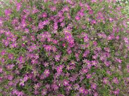 Attēlu rezultāti vaicājumam “Gypsophila muralis”