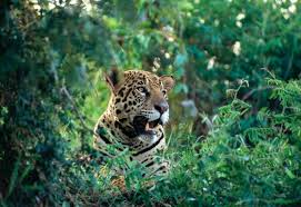 Image result for Brazilia 1980 Jaguar