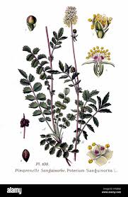 Attēlu rezultāti vaicājumam “Poterium sanguisorba flower”