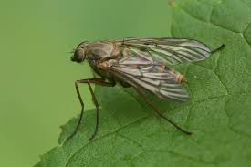 Attēlu rezultāti vaicājumam “Rhagionidae”