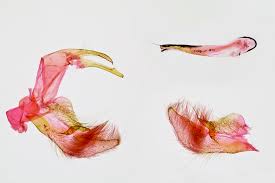 Attēlu rezultāti vaicājumam “Catoptria permutatellus”