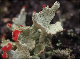 Attēlu rezultāti vaicājumam “Cladonia coccifera”