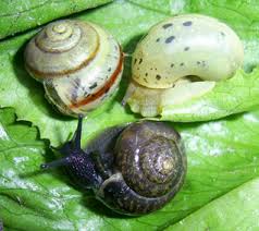 Attēlu rezultāti vaicājumam “Fruticola fruticum”