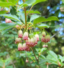 Attēlu rezultāti vaicājumam “Enkianthus chinensis leaf”