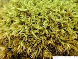 Attēlu rezultāti vaicājumam “Tortella inclinata”