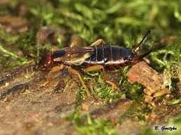 Attēlu rezultāti vaicājumam “Forficula auricularia female”