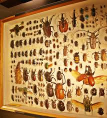 Attēlu rezultāti vaicājumam “Coleoptera”