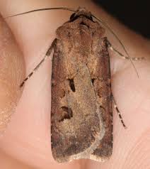 Attēlu rezultāti vaicājumam “Agrotis exclamationis”